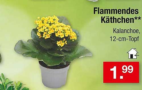 Flammendes Käthchen – Kalanchoe, 12-cm-Topf