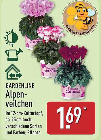 GARDENLINE Alpenveilchen im 12-cm-Kulturtopf