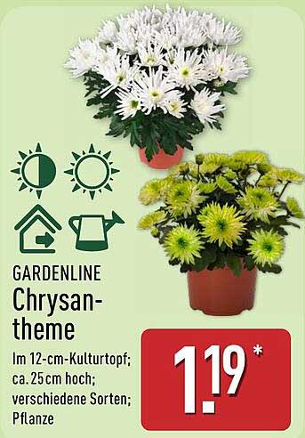 GARDENLINE Chrysanthemen im 12-cm-Kulturtopf; ca. 25 cm hoch; verschiedene Sorten