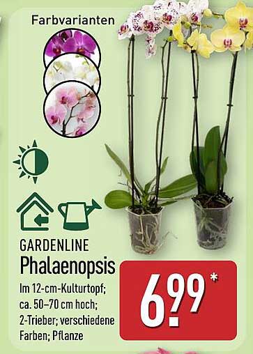 GARDENLINE Phalaenopsis im 12-cm-Kulturtopf