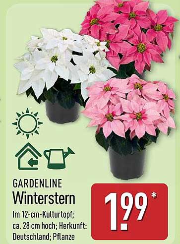 GARDENLINE Winterstern