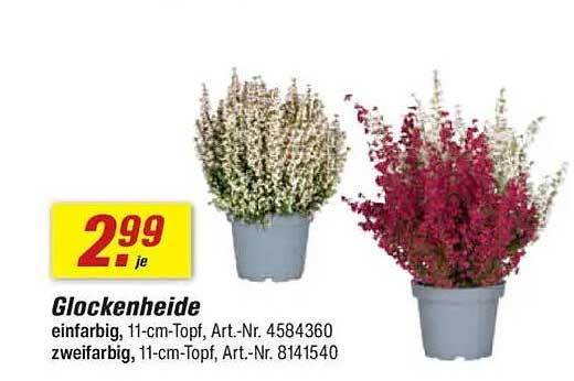 Glockenheide - Einfarbig und Zweifarbig im 11-cm-Topf