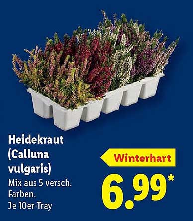 Heidekraut (Calluna vulgaris) - Mix aus 5 verschiedenen Farben