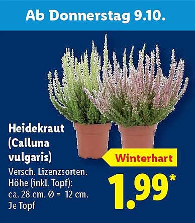 Heidekraut (Calluna vulgaris) - Winterhart