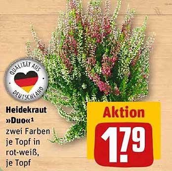 Heidekraut »Duo« - zwei Farben je Topf