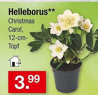 Helleborus Christmas Carol, 12-cm-Topf