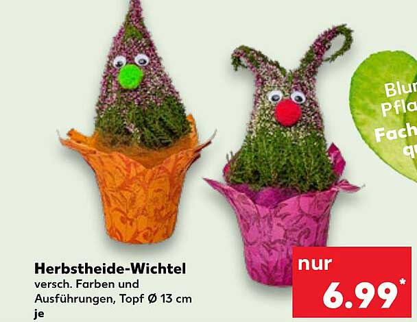 Herbstheide-Wichtel – versch. Farben und Ausführungen, Topf Ø 13 cm je