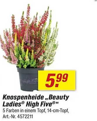 Knospeneheide „Beauty Ladies® High Five®“