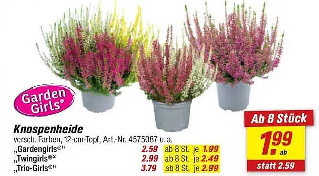 Knospenheide Verschiedene Farben - Garden Girls®