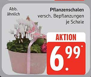 Pflanzenschalen mit verschiedenen Bepflanzungen