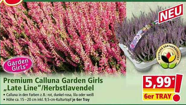 Premium Calluna Garden Girls "Late Line"/Herbstlavendel 6er Tray