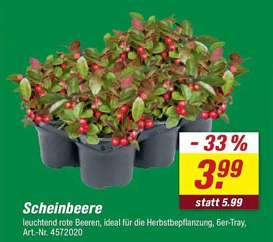 Scheinbeere - leuchtend rote Beeren, ideal für die Herbstbepflanzung, 6er-Tray, Art.-Nr. 4572020