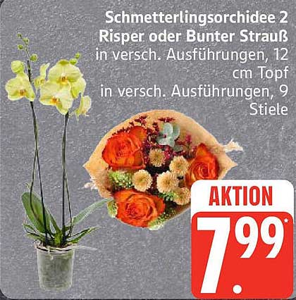 Schmetterlingsorchidee 2 Risper oder Bunter Strauß in verschiedenen Ausführungen