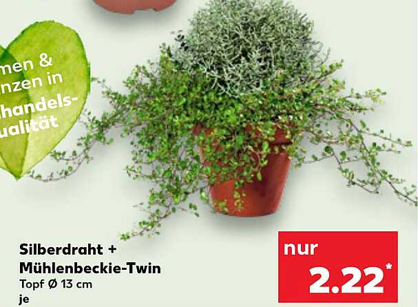 Silberdraht + Mühlenbeckie-Twin Topf Ø 13 cm
