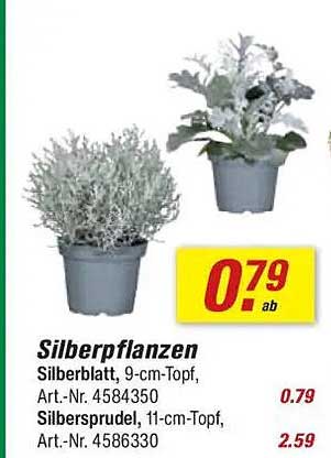 Silberpflanzen – Schmuck für Ihr Zuhause