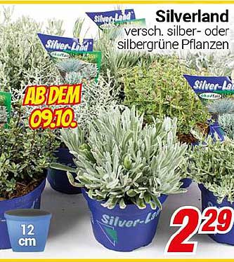Silverland – verschiedene silber- oder silbergüne Pflanzen