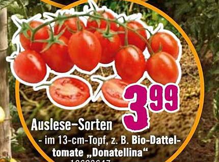 Bio-Datteltomate „Donatellina“ im 13-cm-Topf