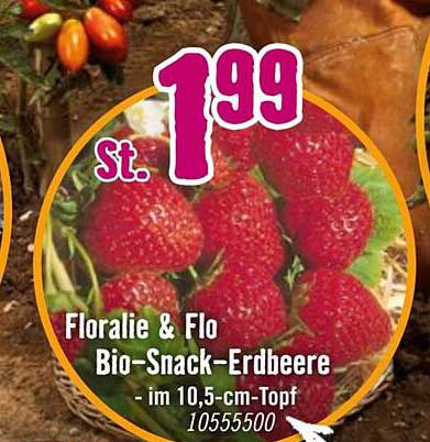 Bio-Snack-Erdbeere im 10,5-cm-Topf