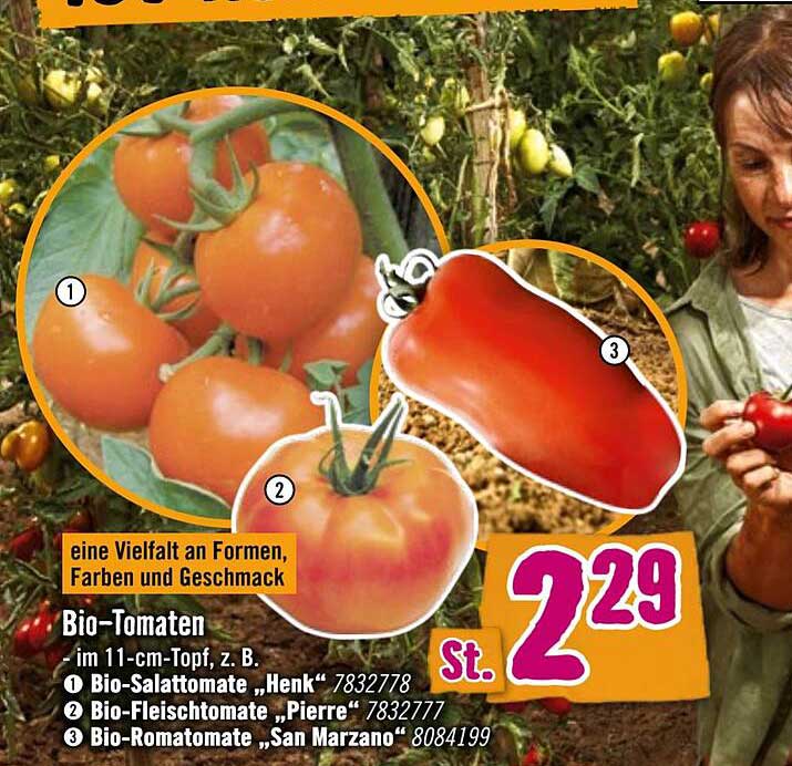 Bio-Tomaten im 11-cm-Topf, Sorten: "Henk", "Pierre", "San Marzano"