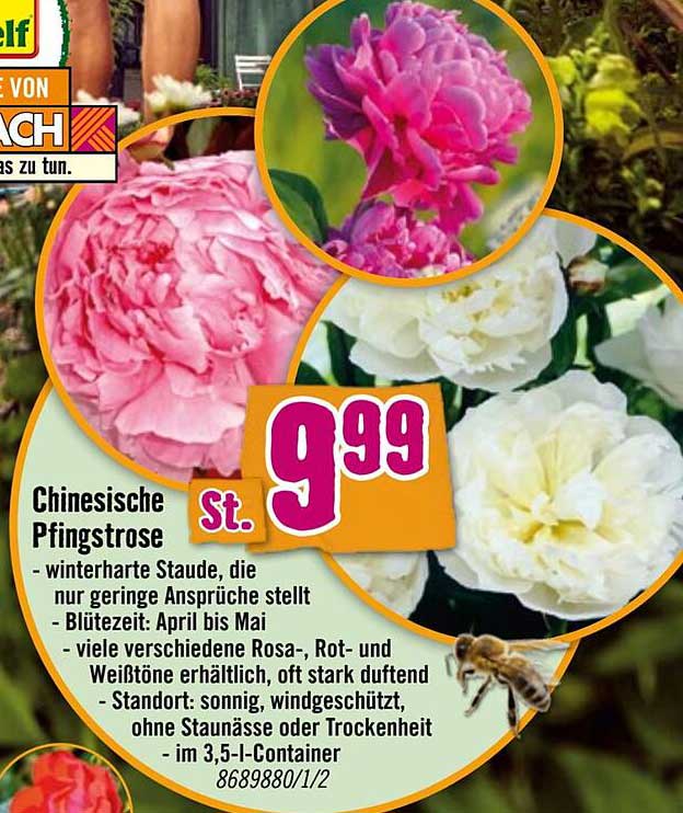 Chinesische Pfingstrose