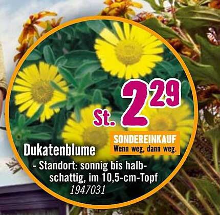 Dukatenblume im 10,5-cm-Topf
