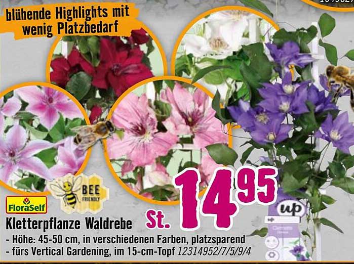 Kletterpflanze Waldebe - blühende Highlights mit wenig Platzbedarf