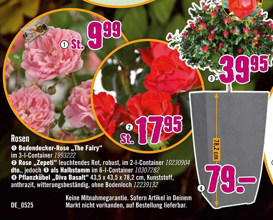 Rose "Zepeti" in leuchtendem Rot, im 2-I-Container