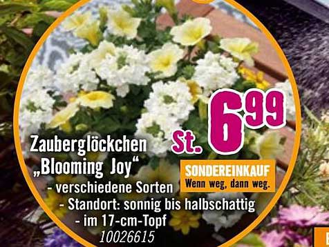 Zauberglöckchen "Blooming Joy" - verschiedene Sorten im 17-cm-Topf