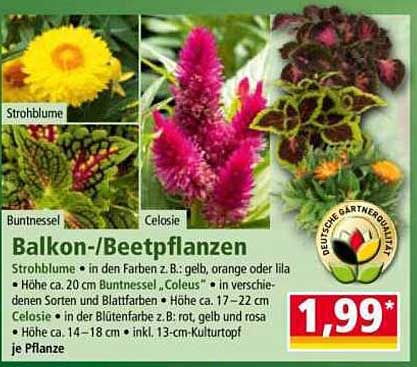 Balkon-/Beetpflanzen: Strohhütten, Buntnessel und Celosie