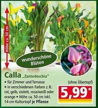 Calla "Zantedeschia" - Wunderschöne Blüten für Ihr Zuhause