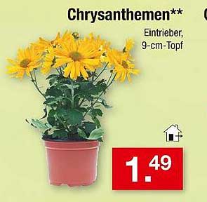 Chrysanthemen** Eintrieber, 9-cm-Topf