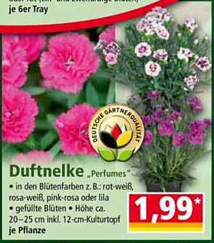 Duftnelke "Perfumes" im 12-cm-Kulturtopf