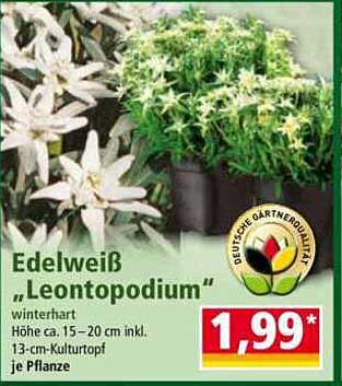 Edelweiß "Leontopodium" - winterhart