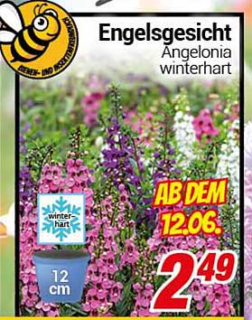 Engelsgesicht Angelonia winterhart