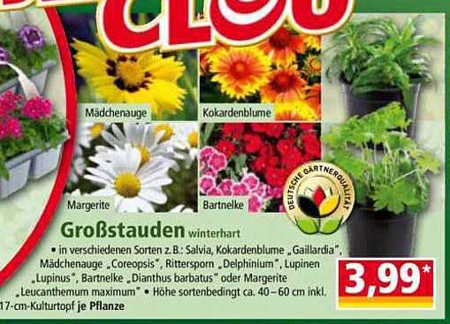 Großstauden winterhart in verschiedenen Sorten – nur für kurze Zeit!