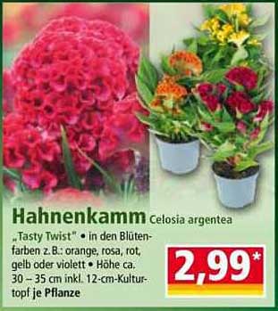 Hahnenkamm 'Tasty Twist' – Celosia argentea