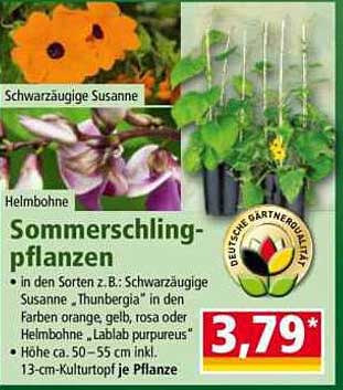 Sommerslingpflanzen: Schwarzäugige Susanne und Helmbohne