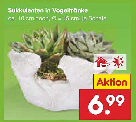 Sukkulenten in Vogeltränke
