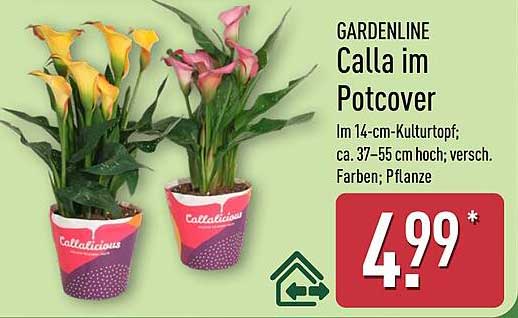 GARDENLINE Calla im Potcover