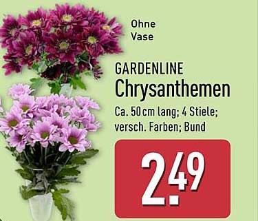 GARDENLINE Chrysanthemen