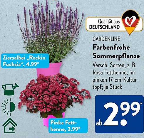 GARDENLINE Farbenfrohe Sommerpflanze