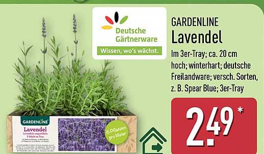 GARDENLINE Lavendel
