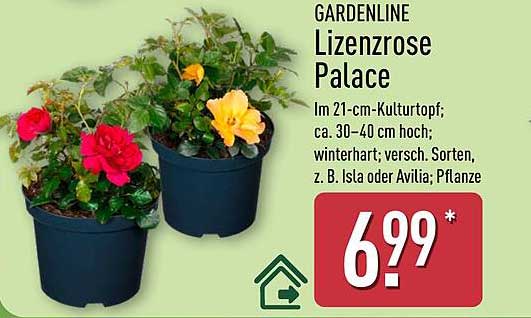 GARDENLINE Lizenzrose Palace