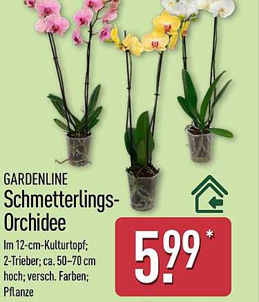 GARDENLINE Schmetterlings-Orchidee