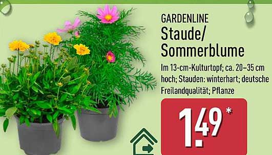 GARDENLINE Staude/Sommerblume