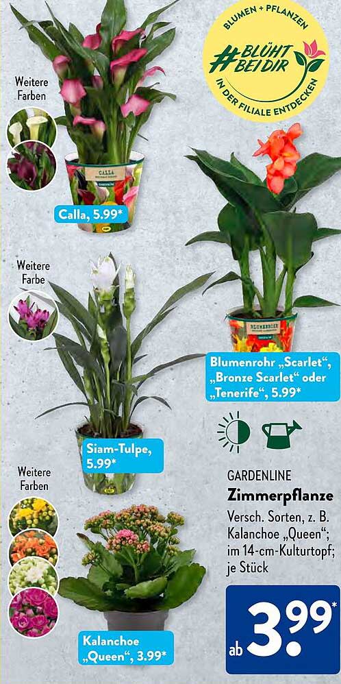 GARDENLINE Zimmerpflanze Versch. Sorten, z. B. Kalanchoe „Queen“; im 14-cm-Kulturtopf; je Stück