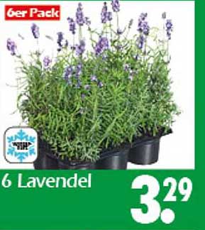 6 Lavendel