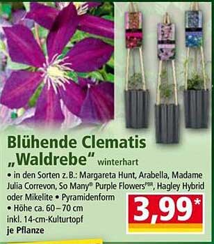 Blühende Clematis „Waldrebe“ - Winterhart