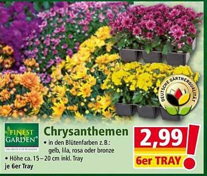 Chrysanthemen 6er Tray