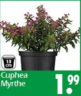 Cuphea Myrthe - Blühende Schönheit für Ihr Zuhause